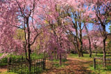 京都御苑 近衛邸の紅枝垂れ桜
