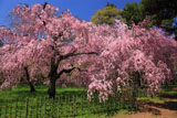 京都御苑近衛邸の紅しだれ桜