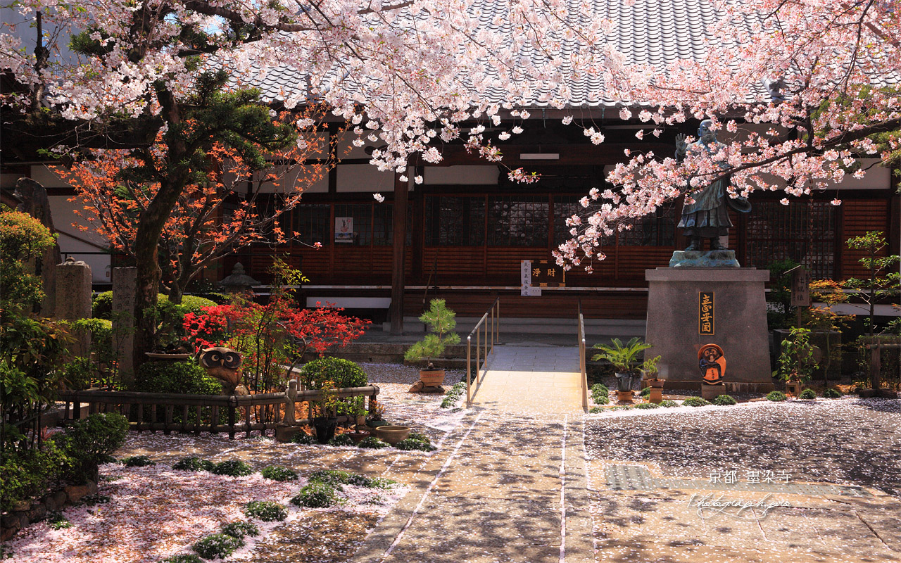 墨染寺 本堂前の花筵 壁紙