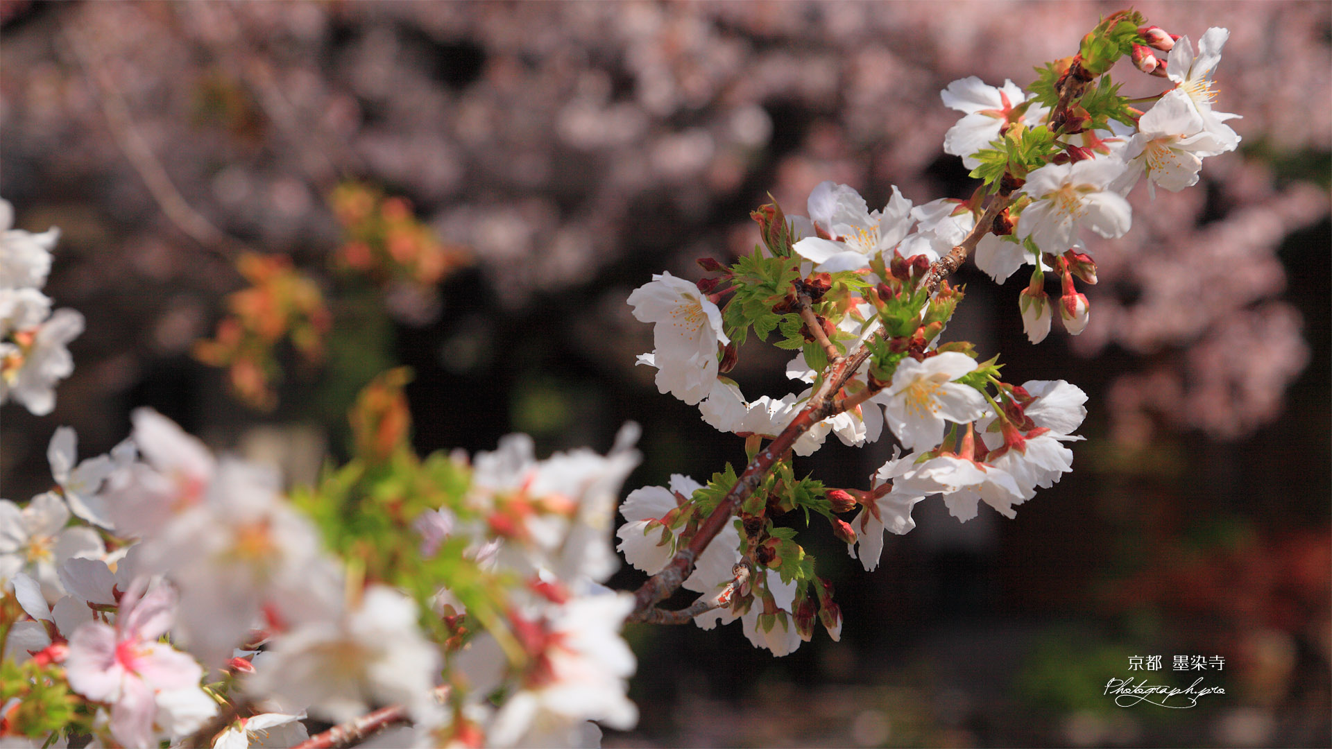 墨染寺 墨染桜
