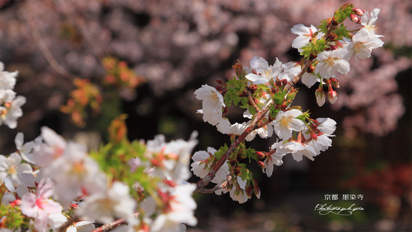 墨染寺 墨染桜 壁紙