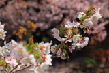 墨染寺 墨染桜