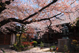 墨染寺 散花