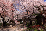 墨染寺 桜と山門