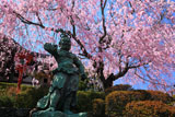 京都正法寺 紅枝垂桜と春日不動明王