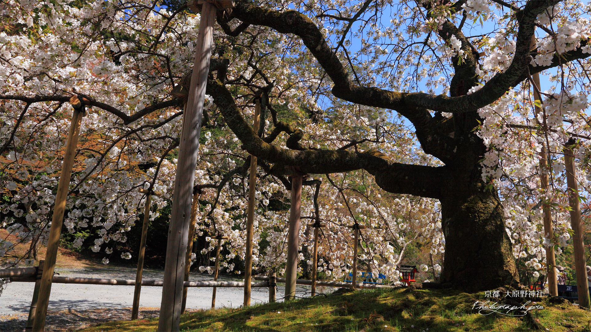 大原野神社の千眼桜