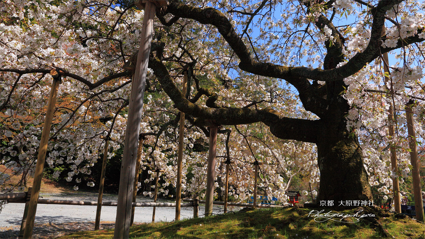 大原野神社の千眼桜 壁紙