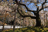 大原野神社の千眼桜