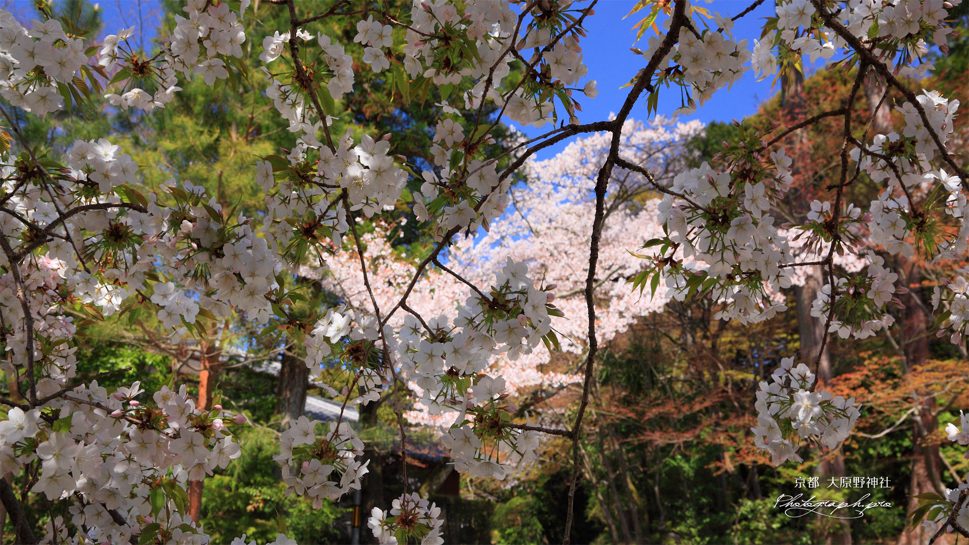 大原野神社の千眼桜の花