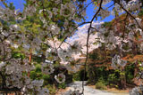 大原野神社の千眼桜の花