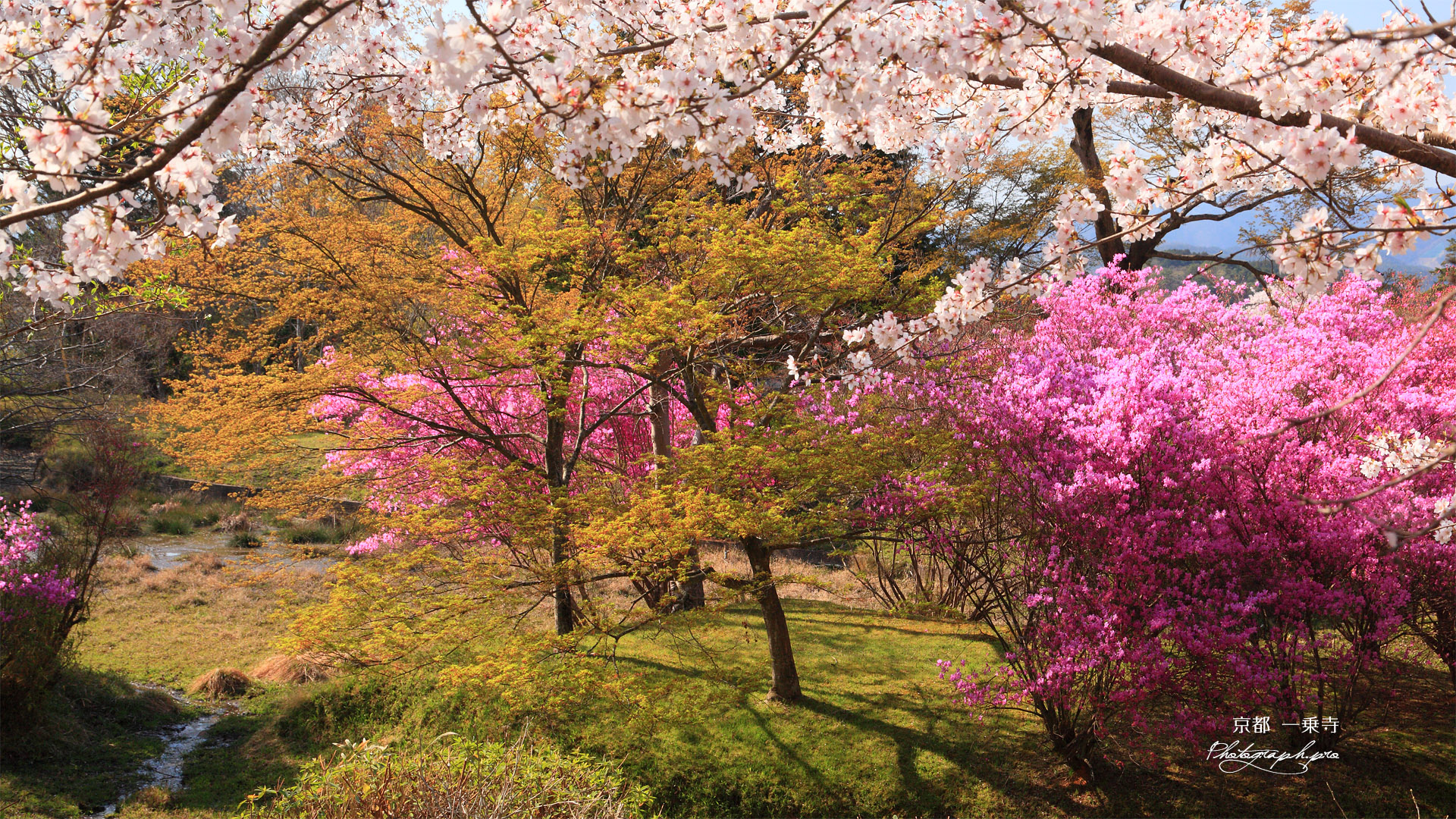 一乗寺 曼殊院の桜と三葉躑躅