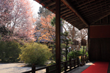 曼殊院 大書院縁側から庭園の山桜