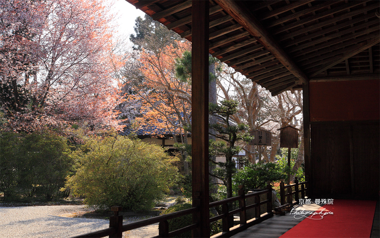 曼殊院 大書院縁側から庭園の山桜 壁紙