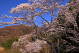 一乗寺 さくら