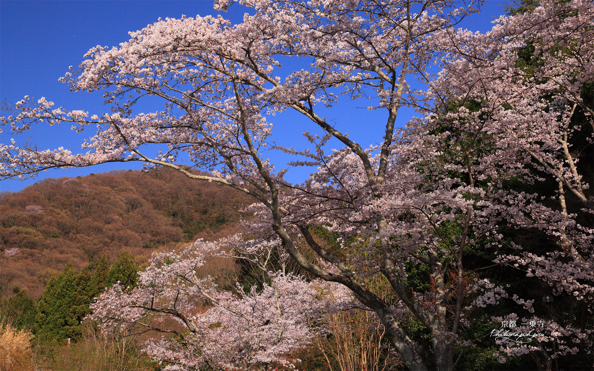 一乗寺 さくら