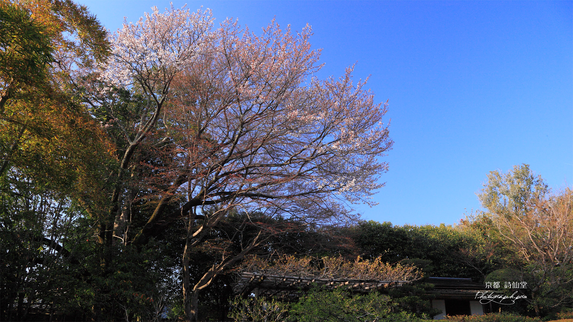 詩仙堂の山桜と残月軒