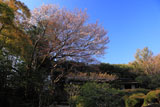 詩仙堂の山桜と残月軒