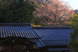 京都八大神社 社務所と山桜