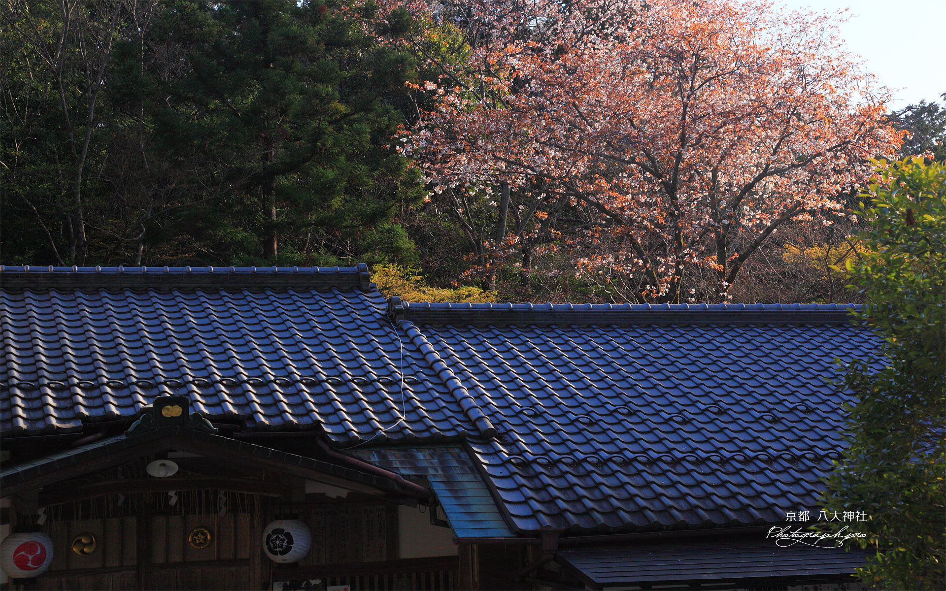 京都八大神社 社務所と山桜