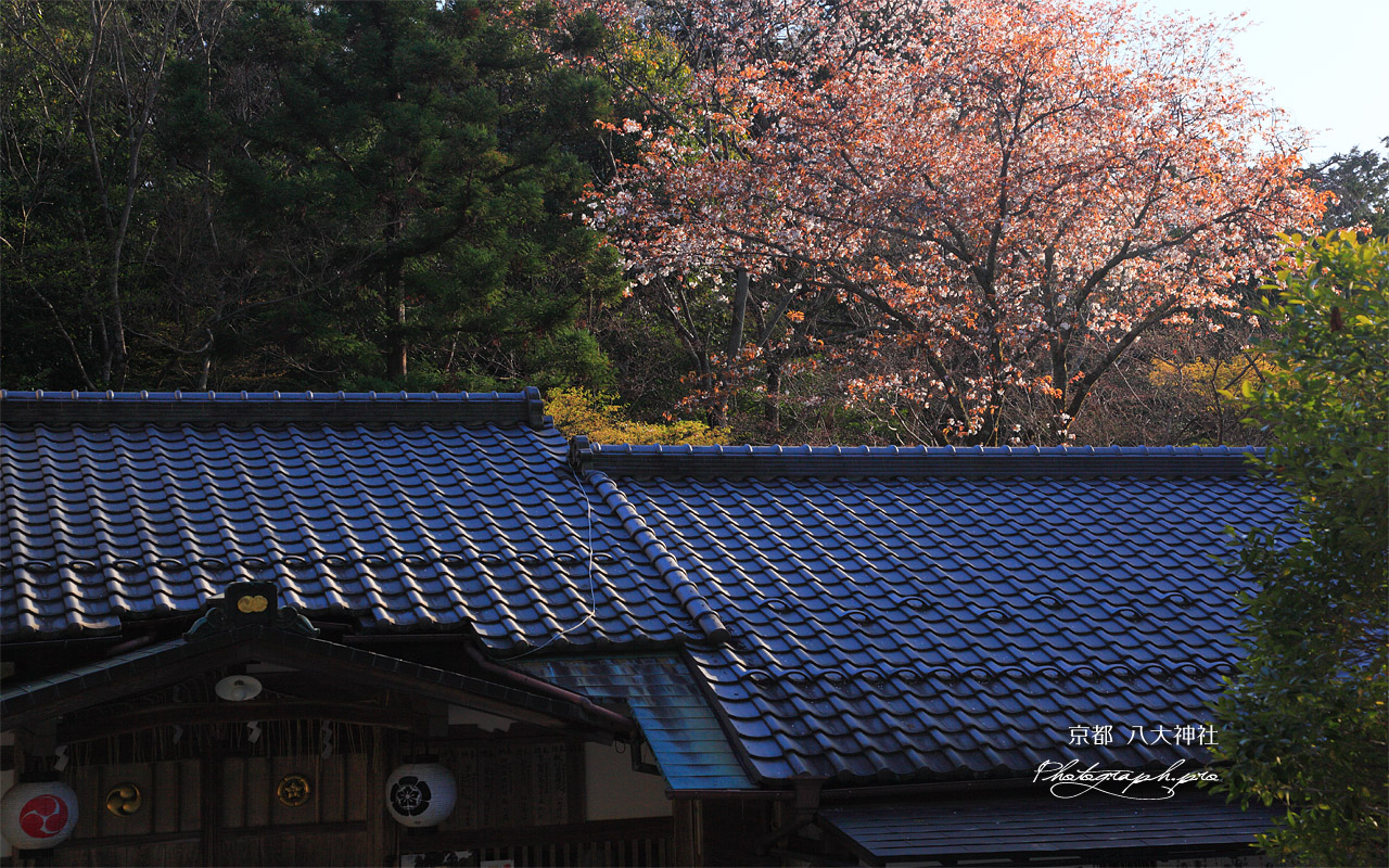 京都八大神社 社務所と山桜 壁紙