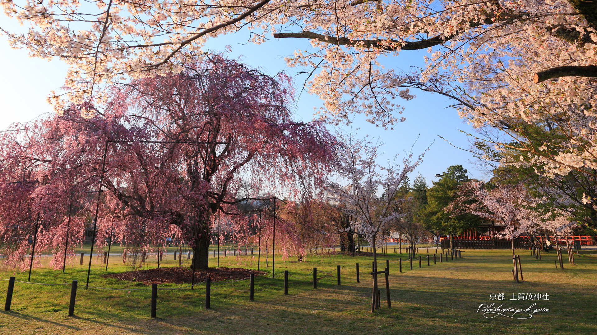上賀茂神社 桜咲く境内