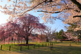 上賀茂神社 桜咲く境内