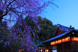 赤山禅院の枝垂れ桜と拝殿