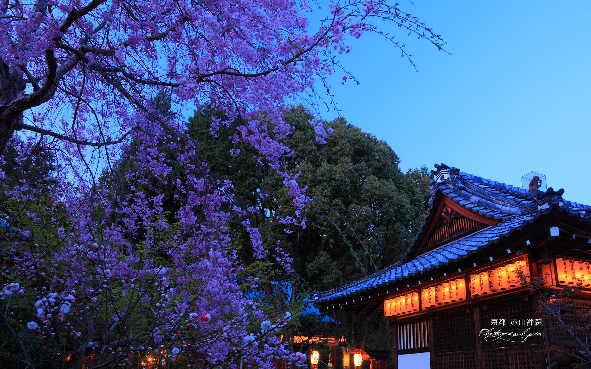 赤山禅院の枝垂れ桜と拝殿