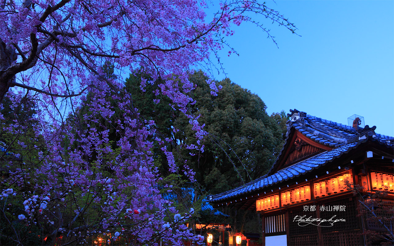 赤山禅院の枝垂れ桜と拝殿 壁紙