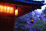 赤山禅院拝殿と桜