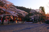 朝陽を浴びる鞍馬寺の桜