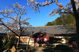 さくら咲く鞍馬寺本坊