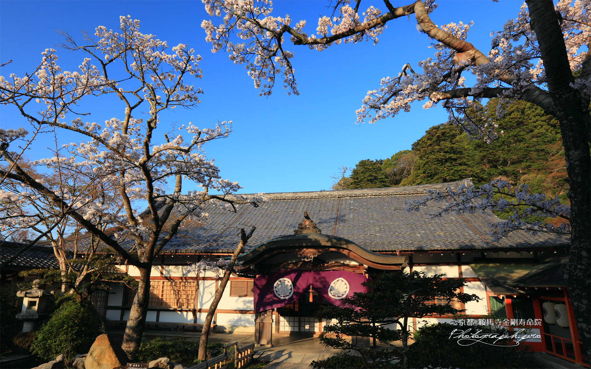 さくら咲く鞍馬寺本坊