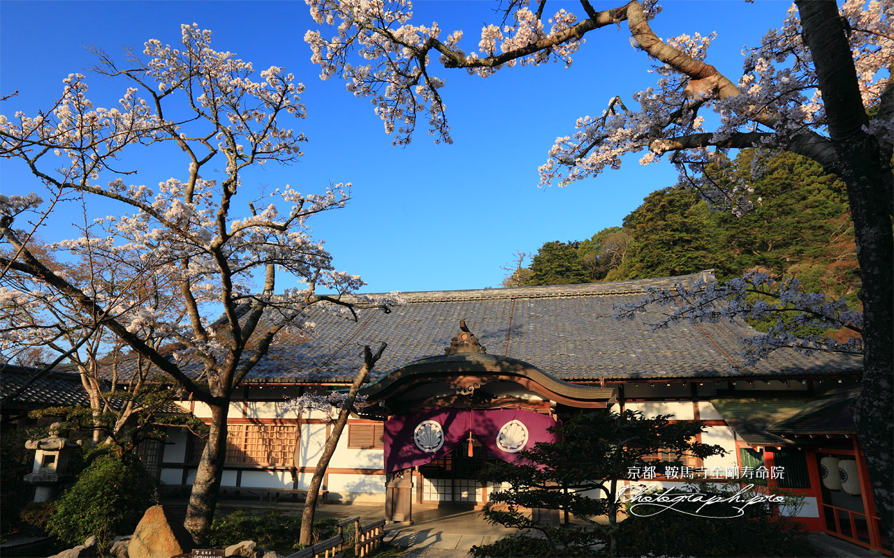 さくら咲く鞍馬寺本坊 壁紙