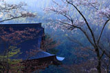 桜と鞍馬寺仁王門