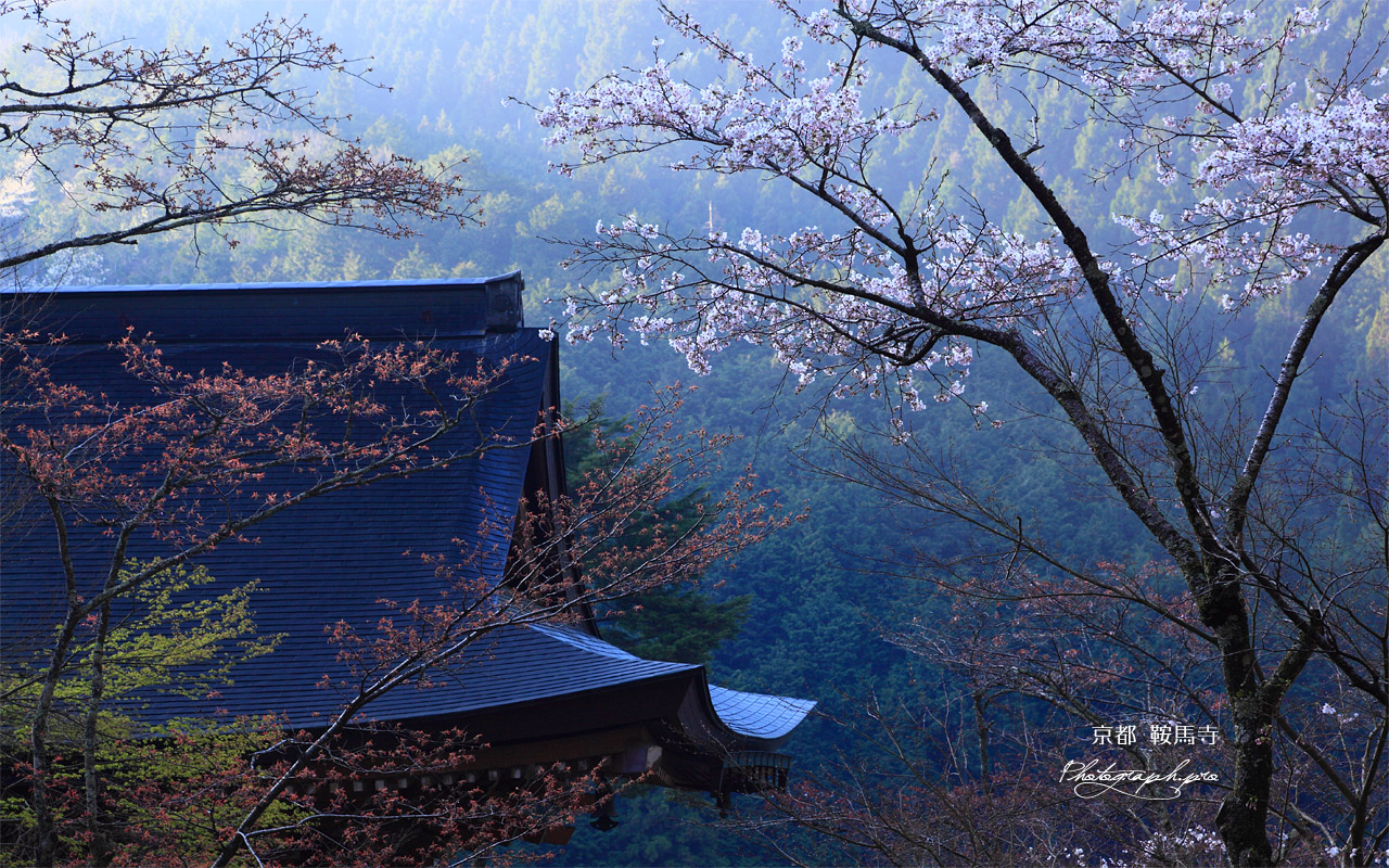 桜と鞍馬寺仁王門 壁紙