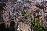 善峯寺 桂昌院桜越しの経堂