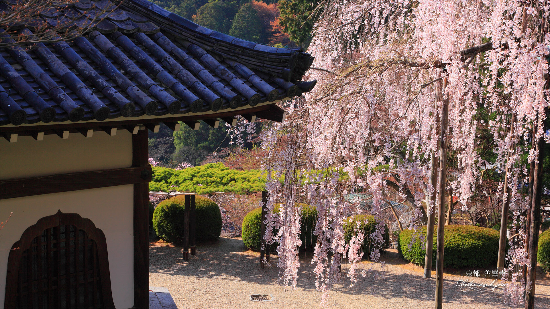 善峯寺 経堂と桂昌院の枝垂桜