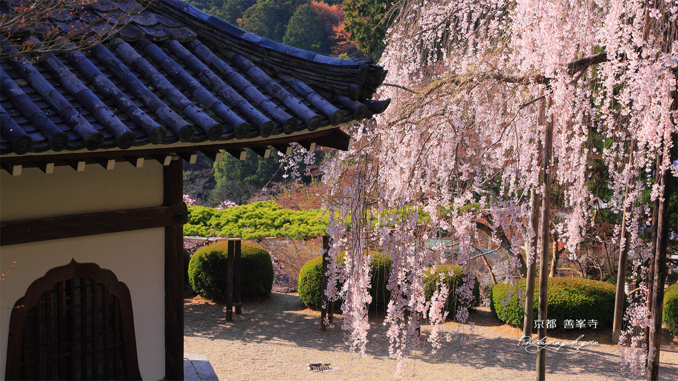 善峯寺 経堂と桂昌院の枝垂桜 壁紙