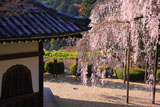 善峯寺 経堂と桂昌院の枝垂桜