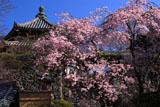 善峯寺の枝垂桜と経堂