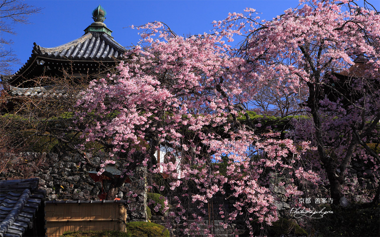 善峯寺の枝垂桜と経堂 壁紙