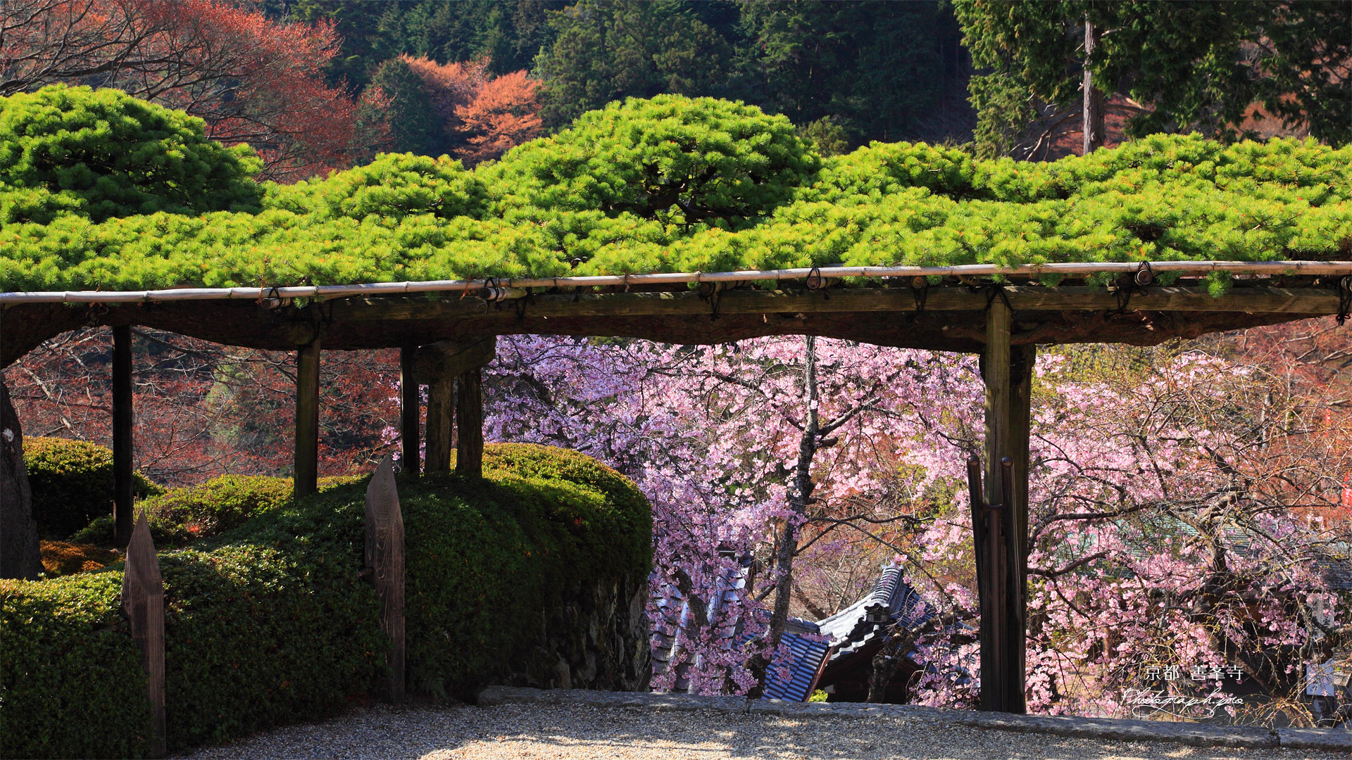 善峯寺 遊龍松と枝垂桜