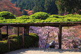 善峯寺 遊龍松と枝垂桜