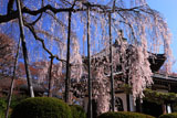 善峯寺の桂昌院のしだれ桜