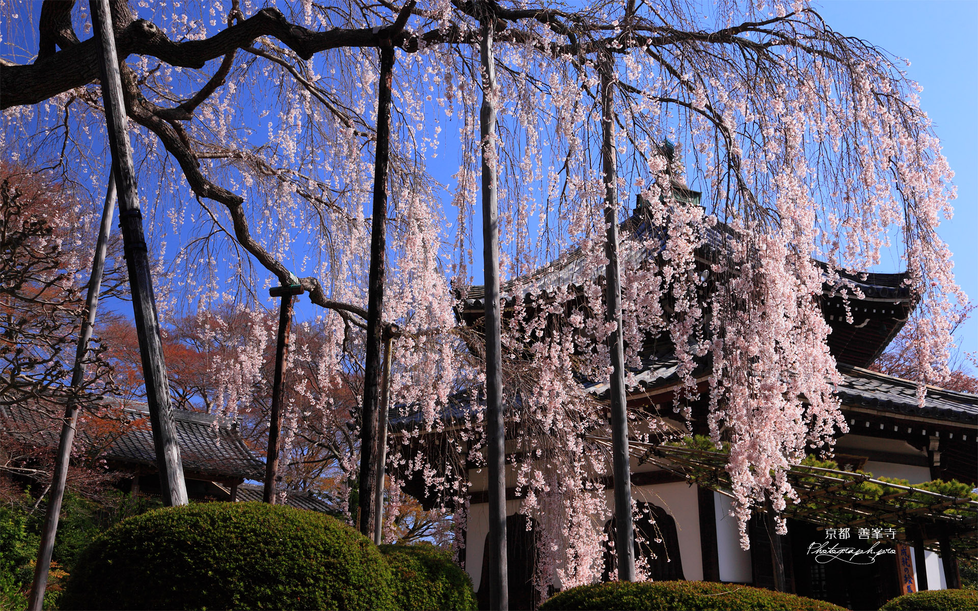 善峯寺の桂昌院のしだれ桜