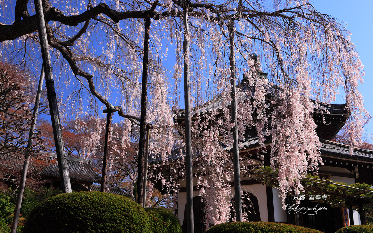 善峯寺の桂昌院のしだれ桜 壁紙