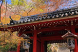 京都金蔵寺仁王門と萌える木々