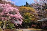 京都金蔵寺 サクラ咲く境内