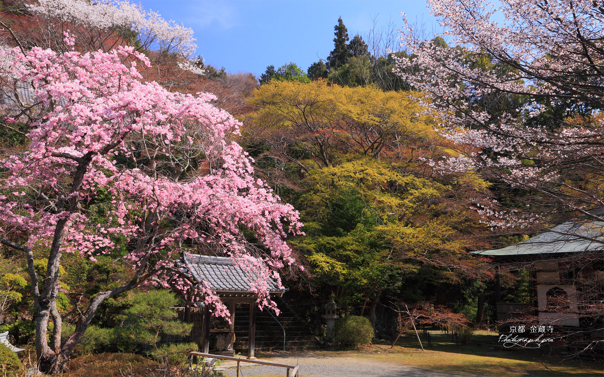 京都金蔵寺 サクラ咲く境内